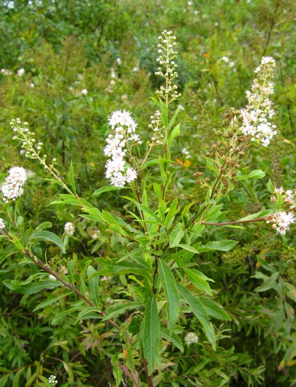 Meadowsweet [Spirea latifolia]