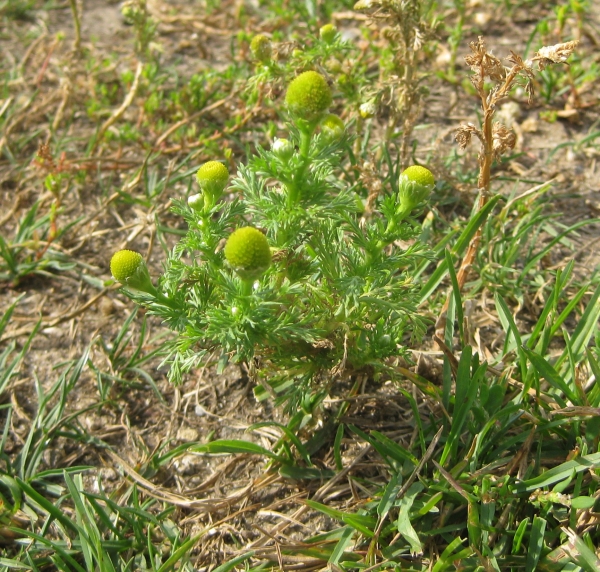 Pineapple Weed [Matricaria matricarioides]