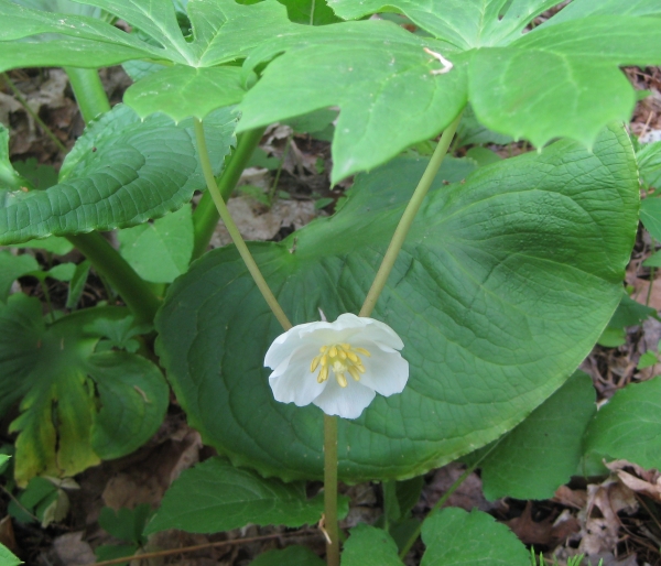 May Apple [Podophyllum peltatum]