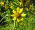 Bur- Marigolds