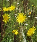 Prickly Lettuce
