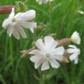 Evening Lychnis