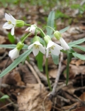 Cut-leaved Toothwort