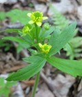 Yellow Avens
