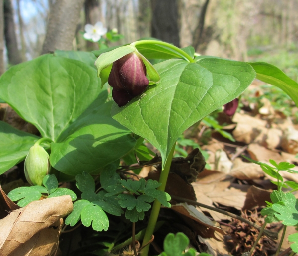 Red Trillium [Trillium erectum]