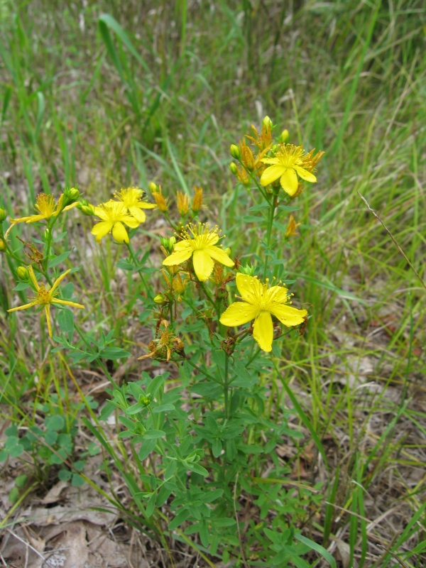 Common St. John's Wort [Hypericum perforatum]