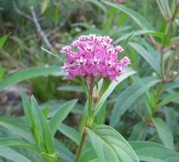 Swamp Milkweed [Asclepias incarnata]