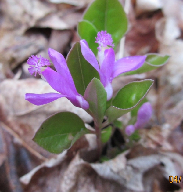 Fringed Polygala [Polygala paucifolia]