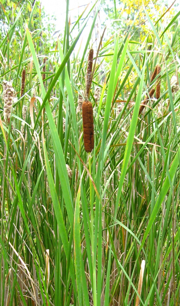 Narrow Leaved Catttail [Typha augustifolia]