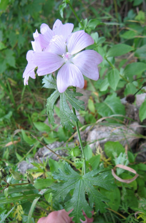 Musk Mallow [Malva moschata]