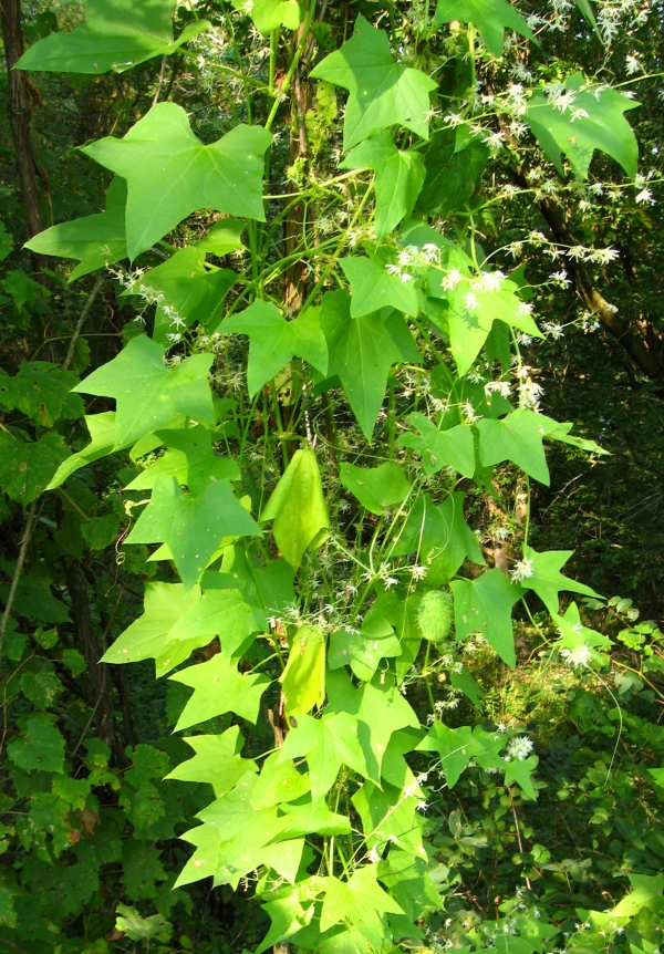 Wild Cucumber [Echinocystis lobata]