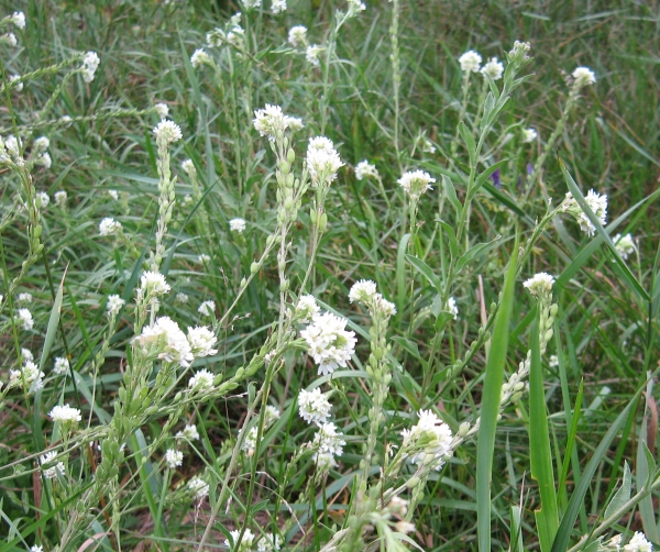 Hoary Alyssum [Berteroa incana]