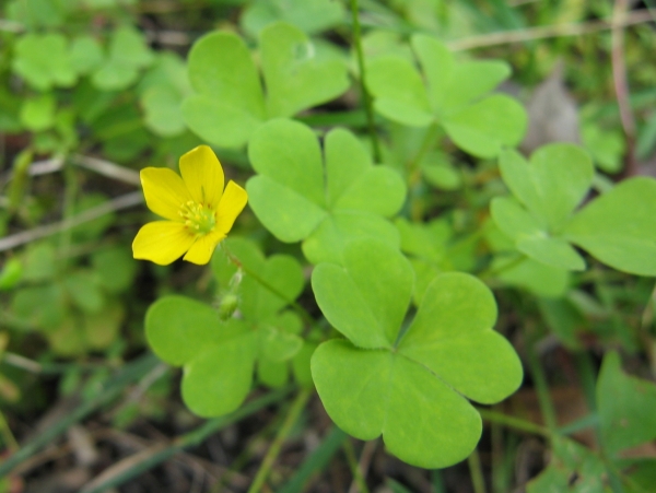 Yellow Wood Sorrel [Oxalis europaea]