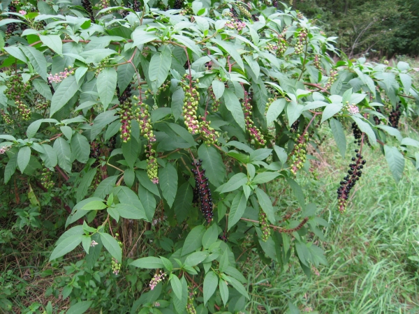 Pokeweed [Phytolacca americana]
