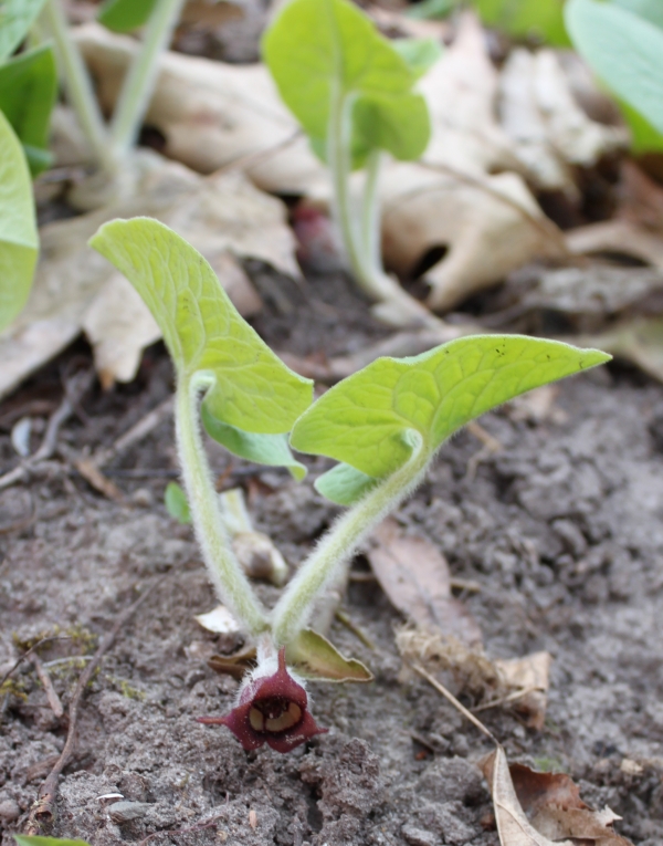 Wild Ginger [Asarum canadense]