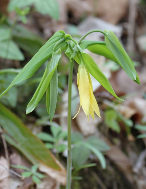 Large Flowered Bellwort [Uvularia grandifloria]