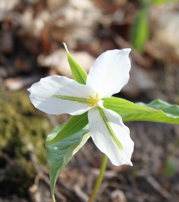 White Trillium [Trillium grandiflorium]