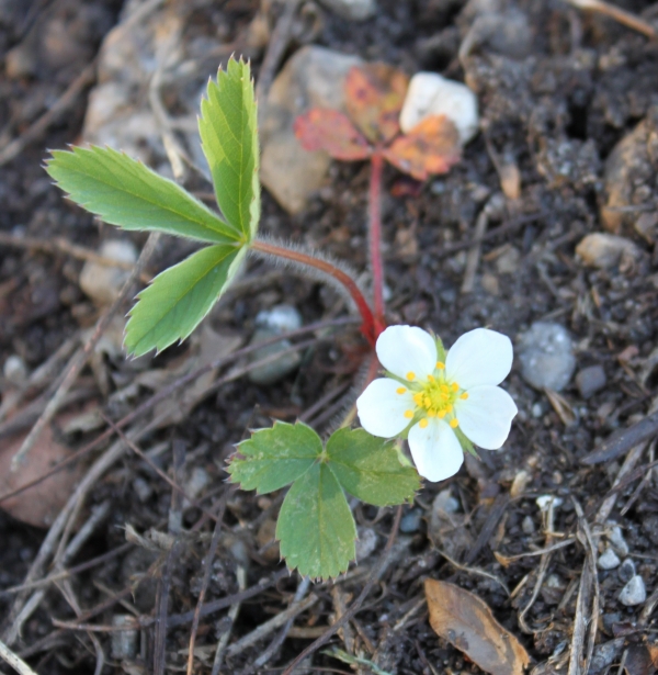 Common Strawberry [Fragaria virginiana]