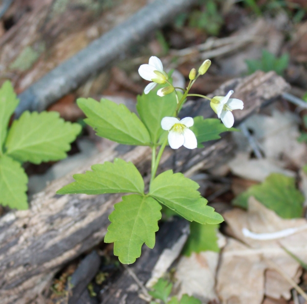 Toothwort [Dentaria diphylla]