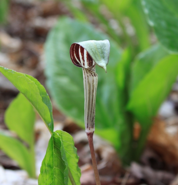 Jack in the Pulpit [Arisaema atrorubens]