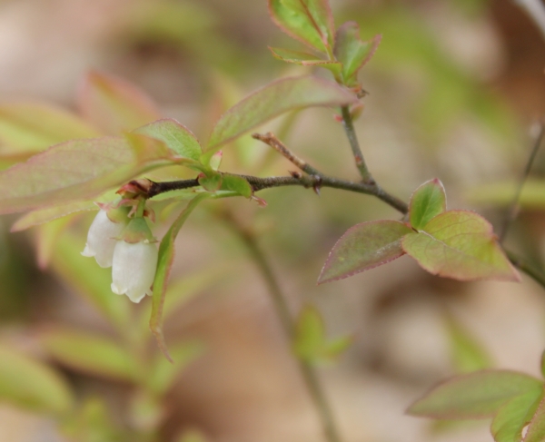 Low Bush Blueberry [Vacinium angustifolium]