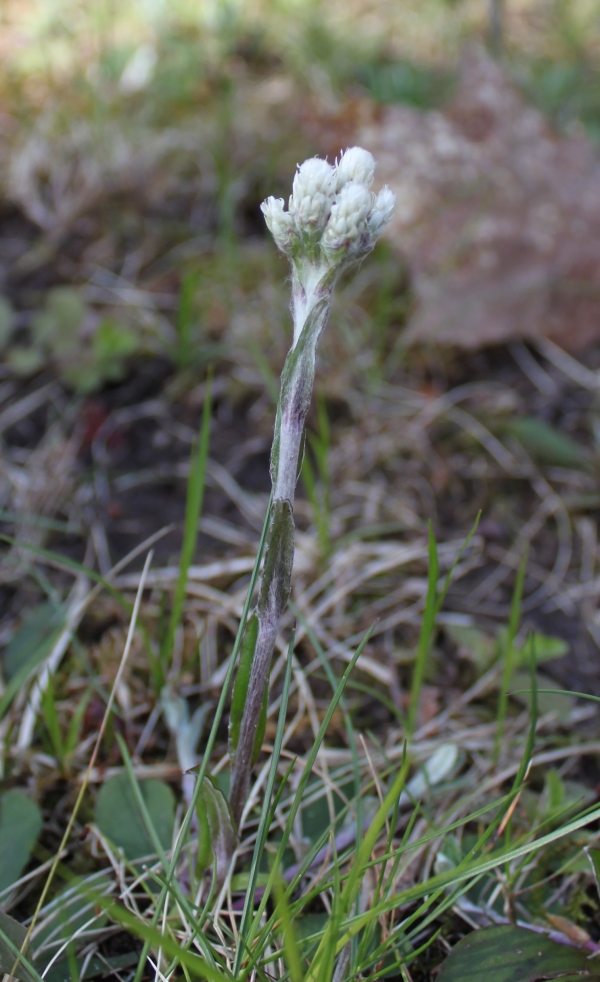 Field Pussytoes [Antennaris neglecta]