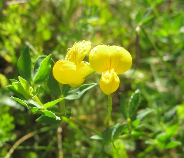 Birdfoot trefoil [Lotus corniculatus]