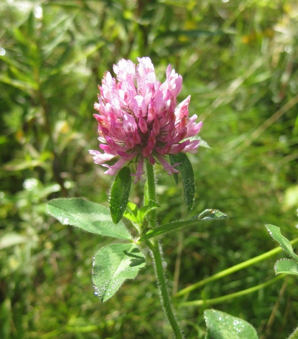 Red Clover [Trifolium pratense]