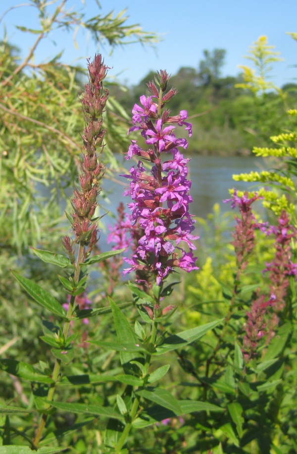 Purple Loosestrife [Lythrum salcaria]