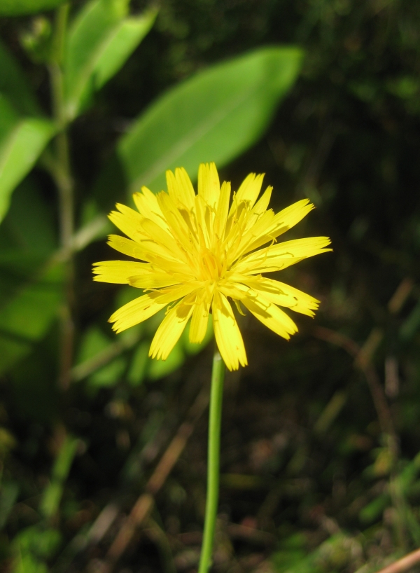 Smoothish Hawkweed [HIeracium floribundum]
