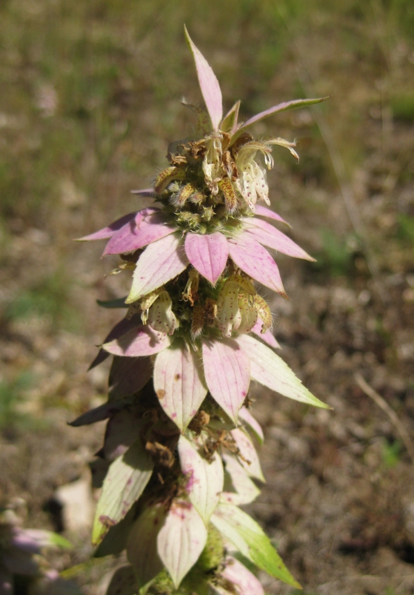 Horsemint [Monarda punctata]