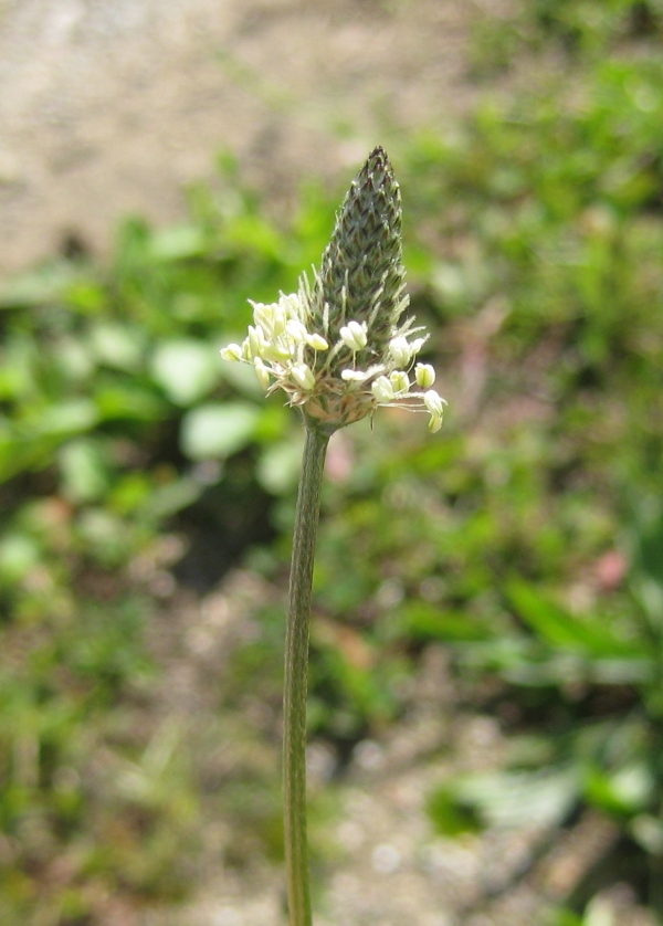 English Plantain [Plantago lanceolata]