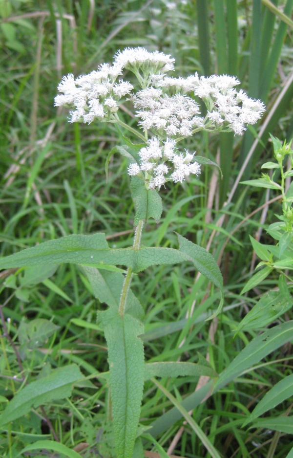 Boneset [Eupatorium perfoliatum]