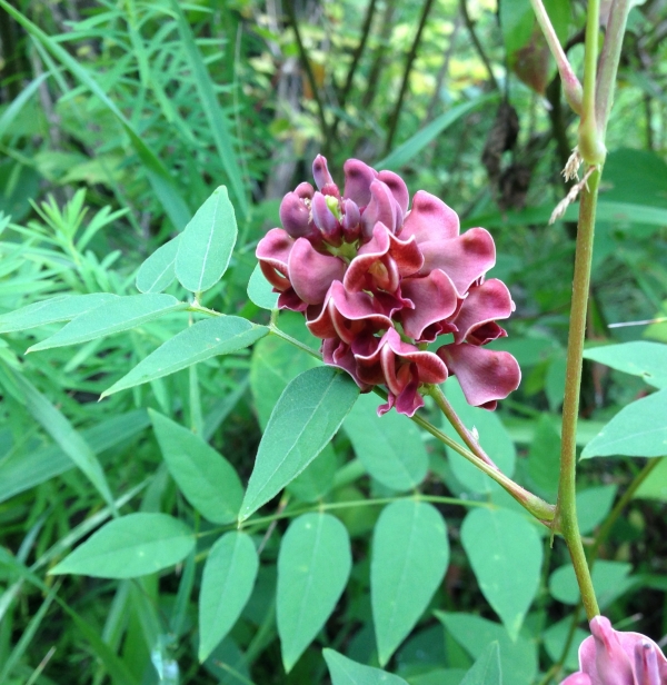 Groundnut [Apios americana]
