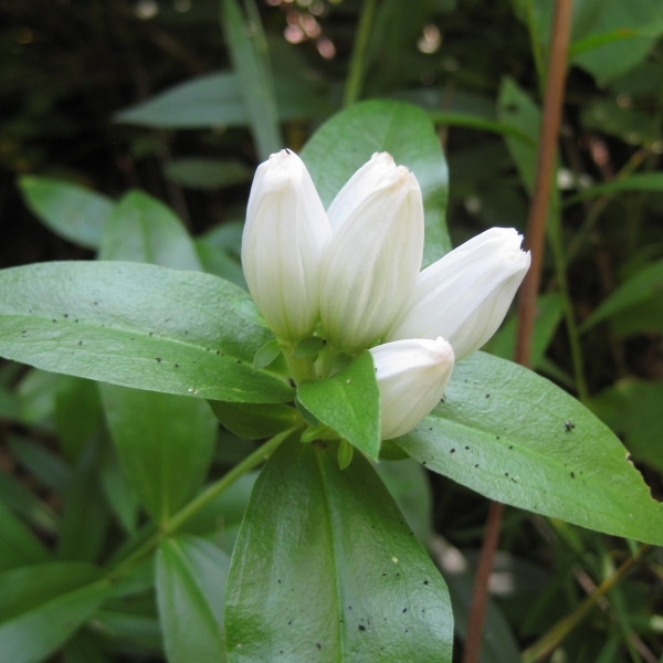 Bottle Gentian [Gentiana clausa]