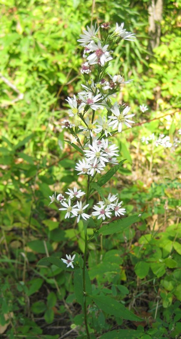 Tradescant's Aster [Aster tradescanti]