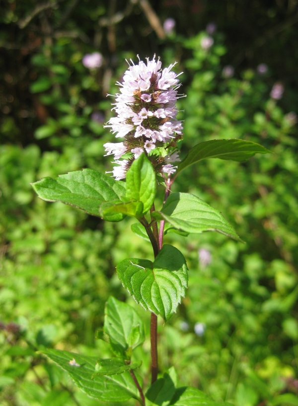 Peppermint [Mentha piperta]