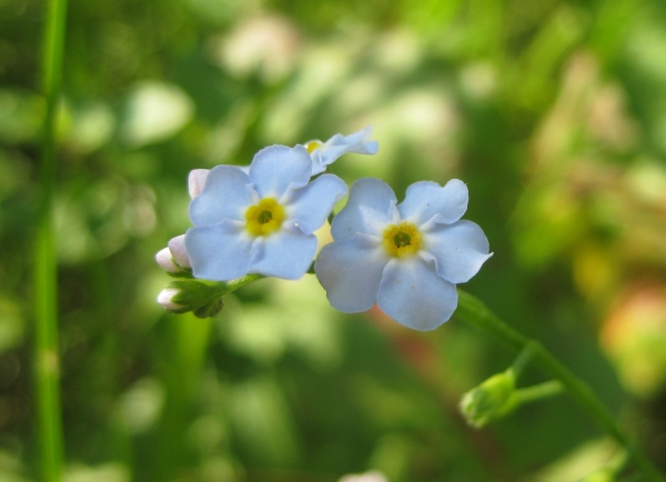 Forget-me not [Myosotis scorpioides]