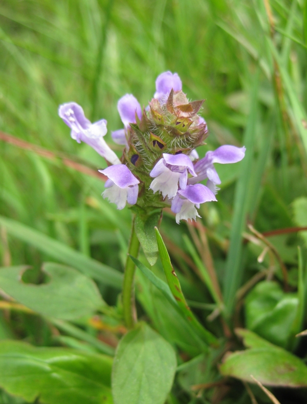 Heal-All [Prunella vulgaris]
