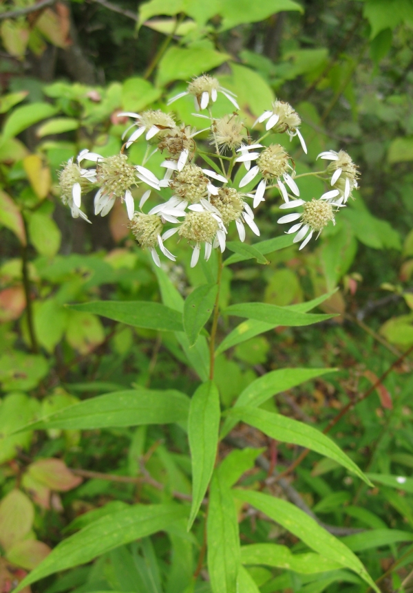 Flat -Topped White Aster [Aster umbellatus]