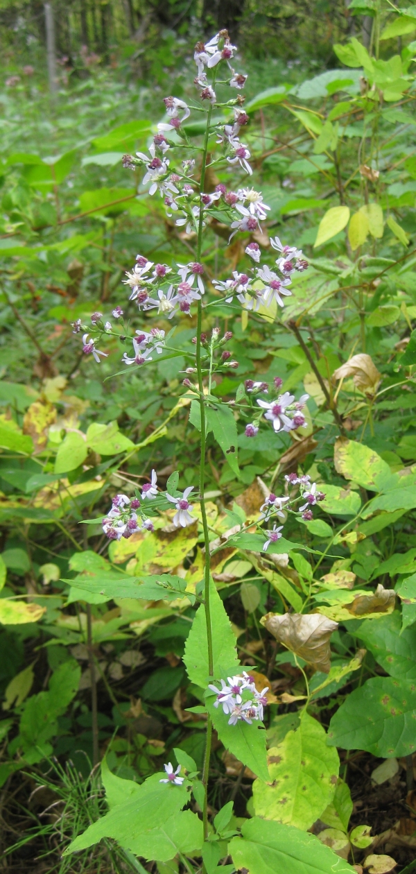 Arrow-Leaved Aster [Aster sagittifolius]