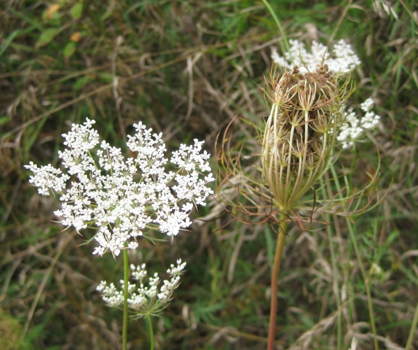 Queen Anne's Lace [Daucus carota]