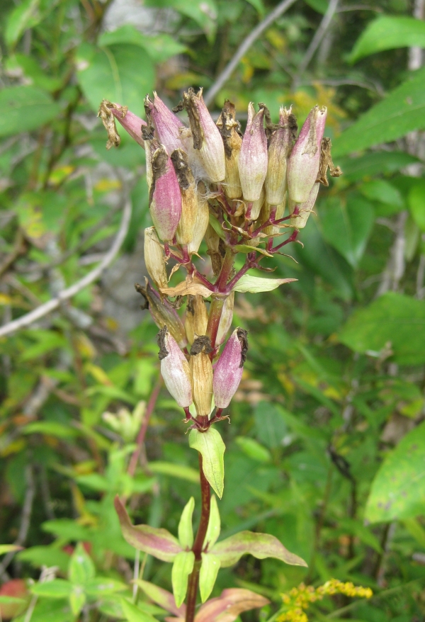 Bouncing Bet [Saponariia officinalis]