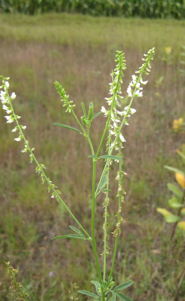 White Sweet Clover [Melilotus alba]