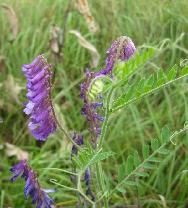 Hairy Vetch [Vicia villosa]