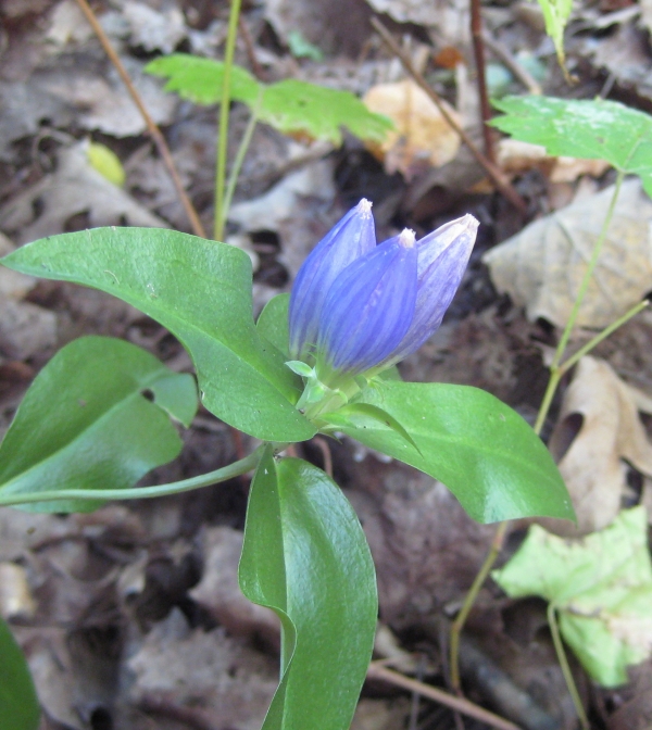Fringed Tip Closed Gentian [Gentiana andrewsii]