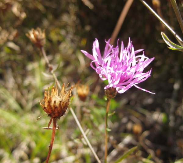 Spotted Knapweed [Centaurea maculosa]