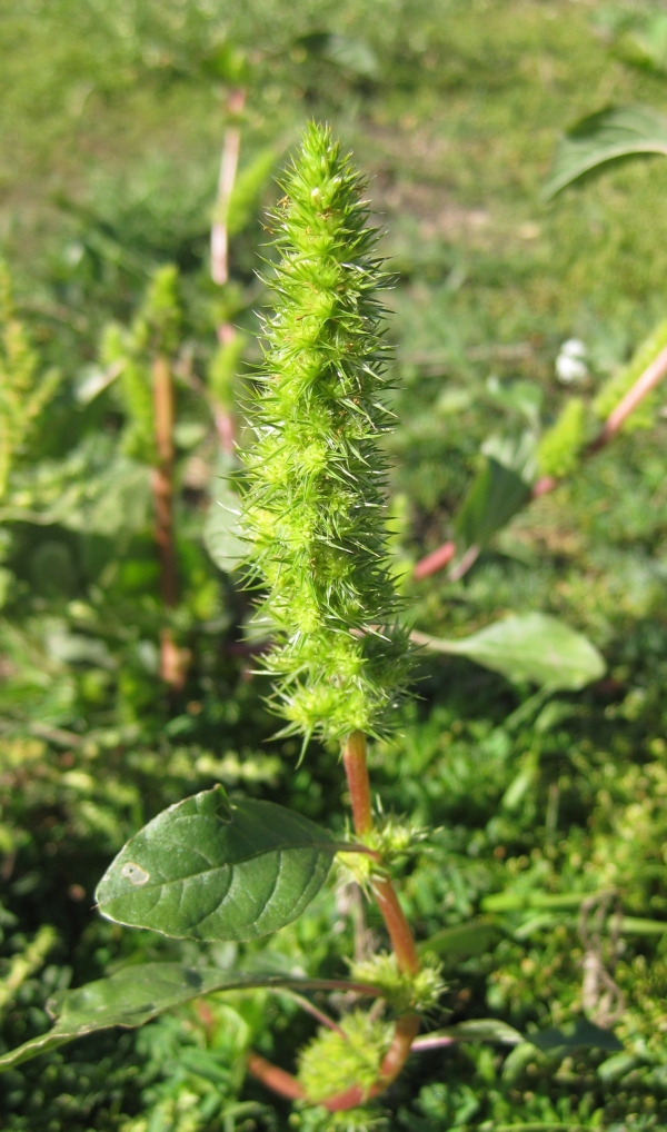 Green Amaranth [Amaranthus retroflexus]