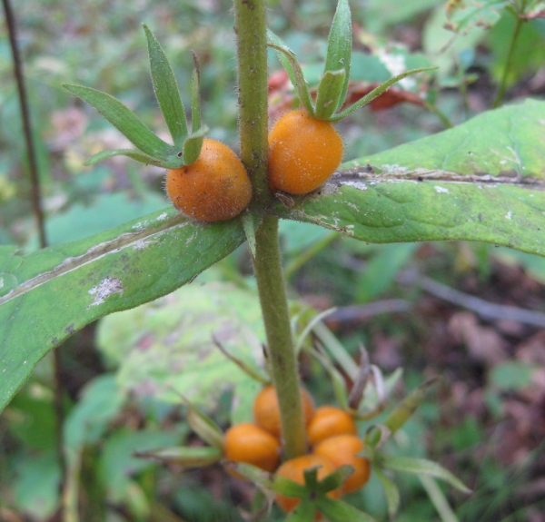 Wild Coffee [Tristeum perfoliatum]