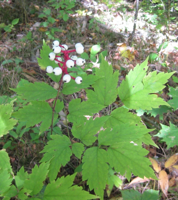 White Baneberry [Actaea pachypoda]